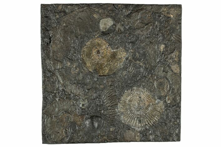 Fossil Ammonite Cluster - Posidonia Shale, Germany #304954